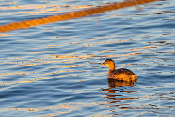 Little Grebe (Tachybaptus ruficollis) floating near a submerged rope in the early morning sunlight