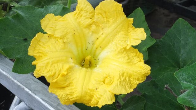 Organic, Butternut Pumpkin plant in flower. Cucurbita Duchesne. Climbing vine. Springtime. Portugal.