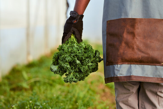 Cropped close-up image of farmer holding green vegetables, wearing apron