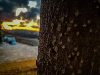 Perfect sunset behind a tree branch