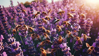 Papier Peint photo autocollant Abeille Busy bees pollinating a bed of lavender.