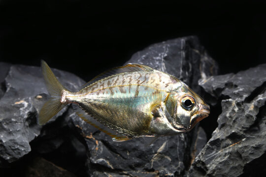 Decorated ponyfish (Nuchequula gerreoides) from brackish water 
