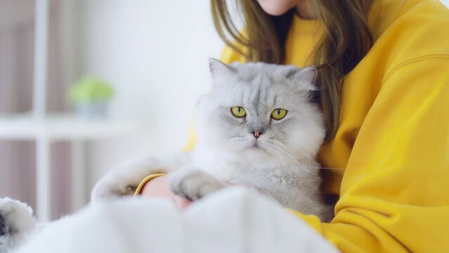 Portrait of young Asian woman holding cute cat. Female hugging her cute gray fluffy kitty. Adorable pet lover concept