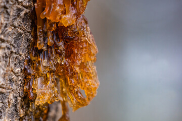 Closeup tree sap in nature, plants resins for products