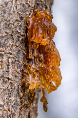 Closeup tree sap in nature, plants resins for products