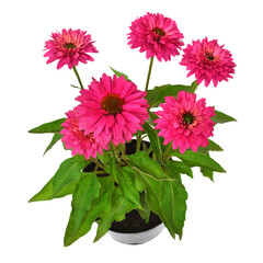 Echinacea flowers bouquet in pot isolated on white background. Medical plant. Flat lay, top view