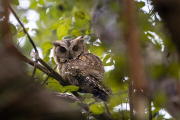 indian scoped owl sitting in tree branch