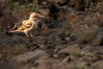 Yellow Throated Sparrow in shallow water of the stream
