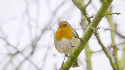 Robin red breast bird on a branch