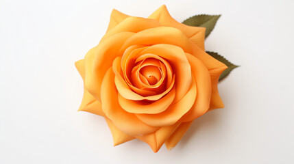 Top view of Orange Rose flower on a white background