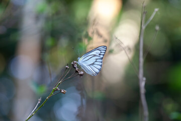 Beautiful Butterfly in Nature Place