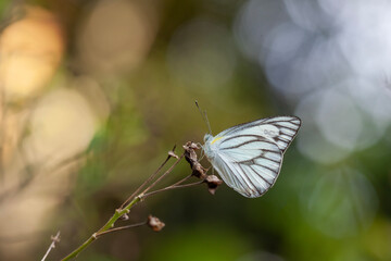 Beautiful Butterfly in Nature Place