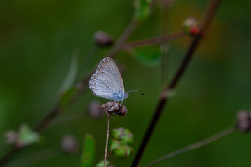 Beautiful Butterfly in Nature Place