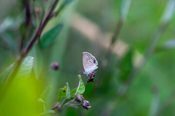 Beautiful Butterfly in Nature Place