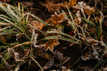 autumn leaves in the forest in frost