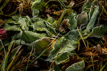 autumn leaves in the forest in frost