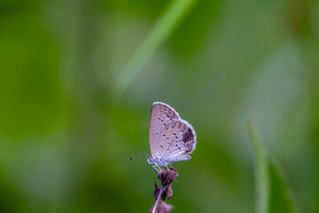 Beautiful Butterfly in Nature Place