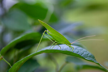 Beautiful Grasshopper in Nature Place