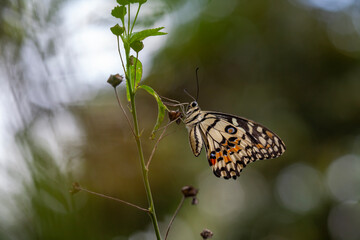 Beautiful Butterfly in Nature Place