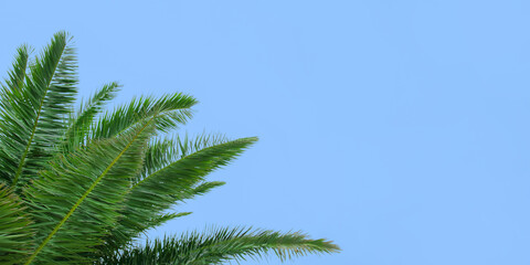 Beautiful web banner with palm branches on blue background with place for text. Background from tropical trees. Palm tree against blue sky. Tropical plant. Exotic travel. Green branches of a Palm tree