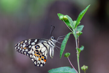 Beautiful Butterfly in Nature Place