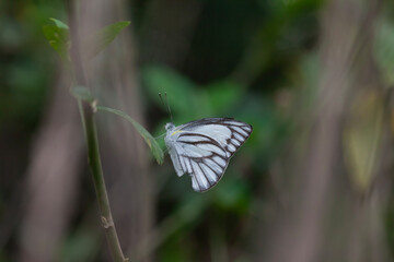 Beautiful Butterfly in Nature Place