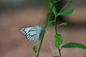 Beautiful Butterfly in Nature Place
