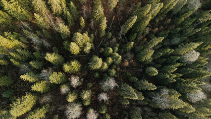 coniferous autumn forest from a height