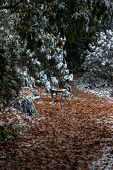 Beautiful snowy trees in the park landscape of Basel