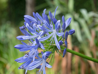 Closeup of blue flower Agapanthus Orientalis, Storm Cloud African Lily on green bokeh background, selective focus - 704508071