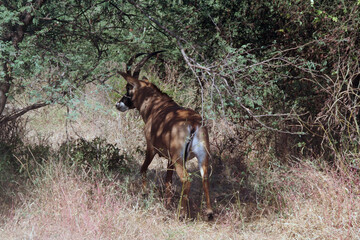une antilope aux aguets