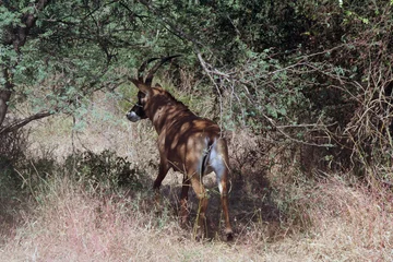 Acrylic prints Antelope une antilope aux aguets