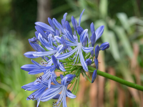 Closeup of blue flower Agapanthus Orientalis, Storm Cloud African Lily on green bokeh background, selective focus