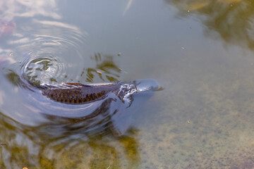 Colourful fish float in an artificial pond