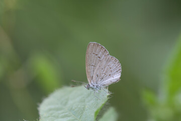 Beautiful Butterfly in Nature Place