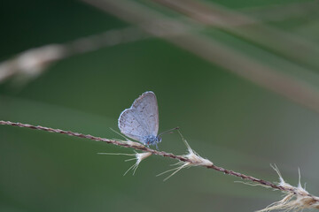 Beautiful Butterfly in Nature Place
