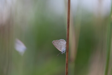 Beautiful Butterfly in Nature Place