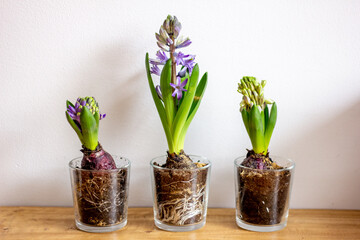 hyacinths