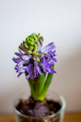 hyacinths