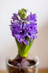 hyacinths