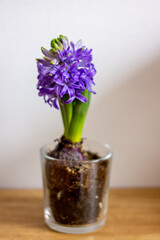 hyacinths