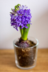 hyacinths