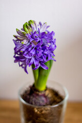 hyacinths