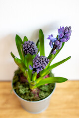 hyacinths
