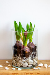 hyacinths