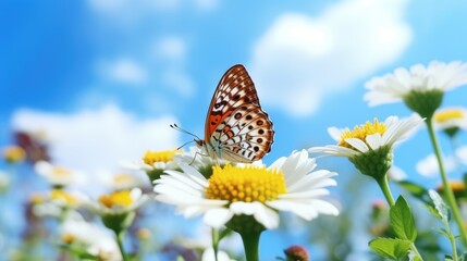 Butterfly on flower, cloudy blue sky, clear focus,