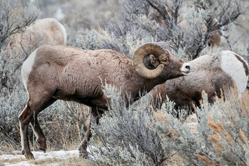 Bighorn sheep ram in the sagebrush landscape of Wyoming, USA in winter.