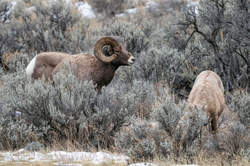 Bighorn sheep Ram and ewe grazing in sagebrush in the wilderness landscape of northwest Wyoming in...