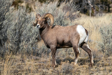 Bighorn ram standing in a field of sagebrush in the northwest Wyoming wilderness landscape.