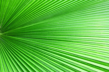 Close up green palm leaf texture, abstract palm leaf horizontal background